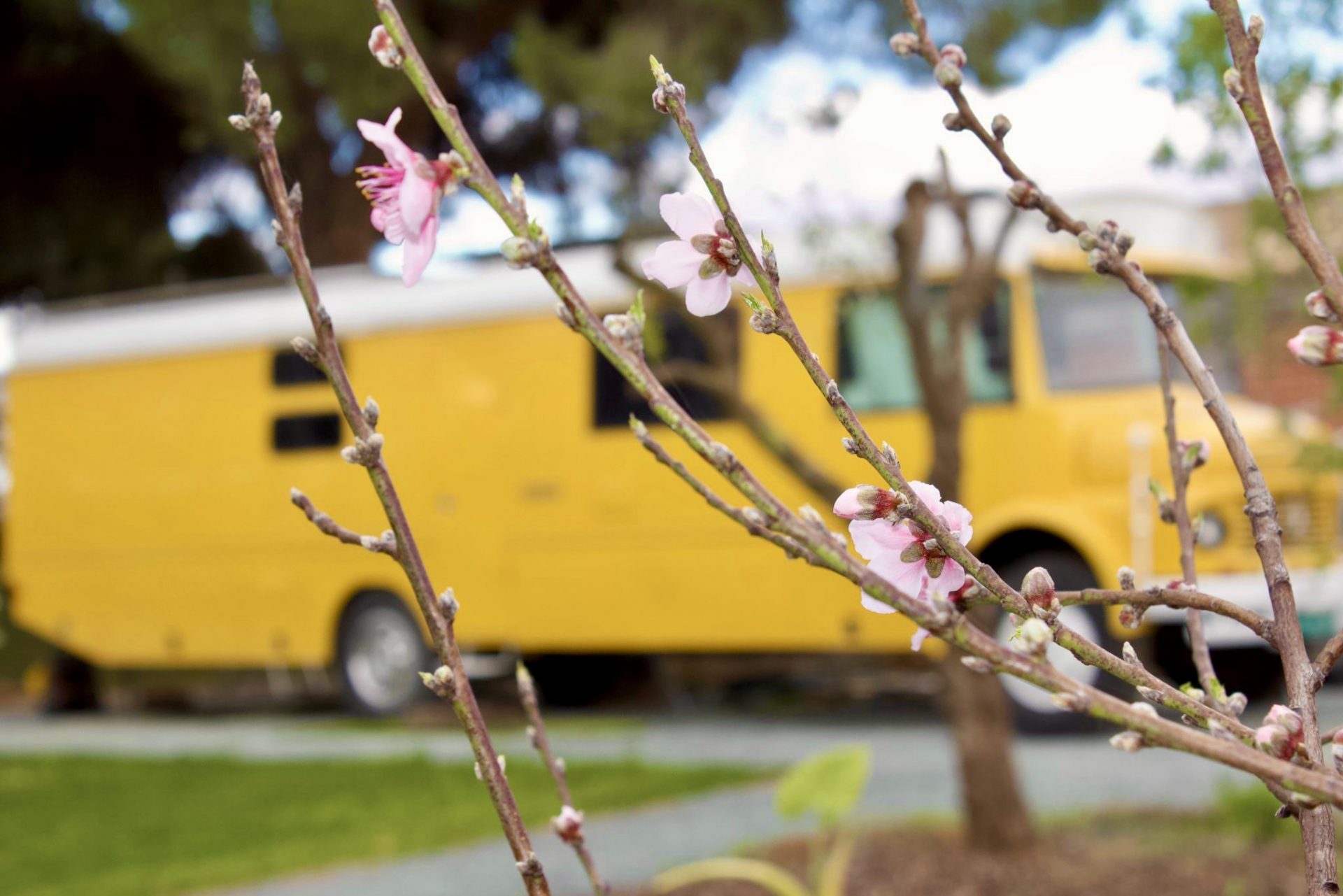 EL RESPIRO DE MERAKIBUS