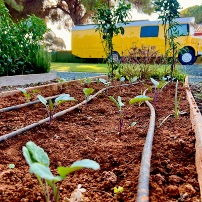 EL RESPIRO DE MERAKIBUS